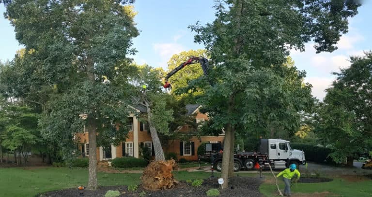Is It Illegal to Cut Down Trees on Your Own Property in Georgia?