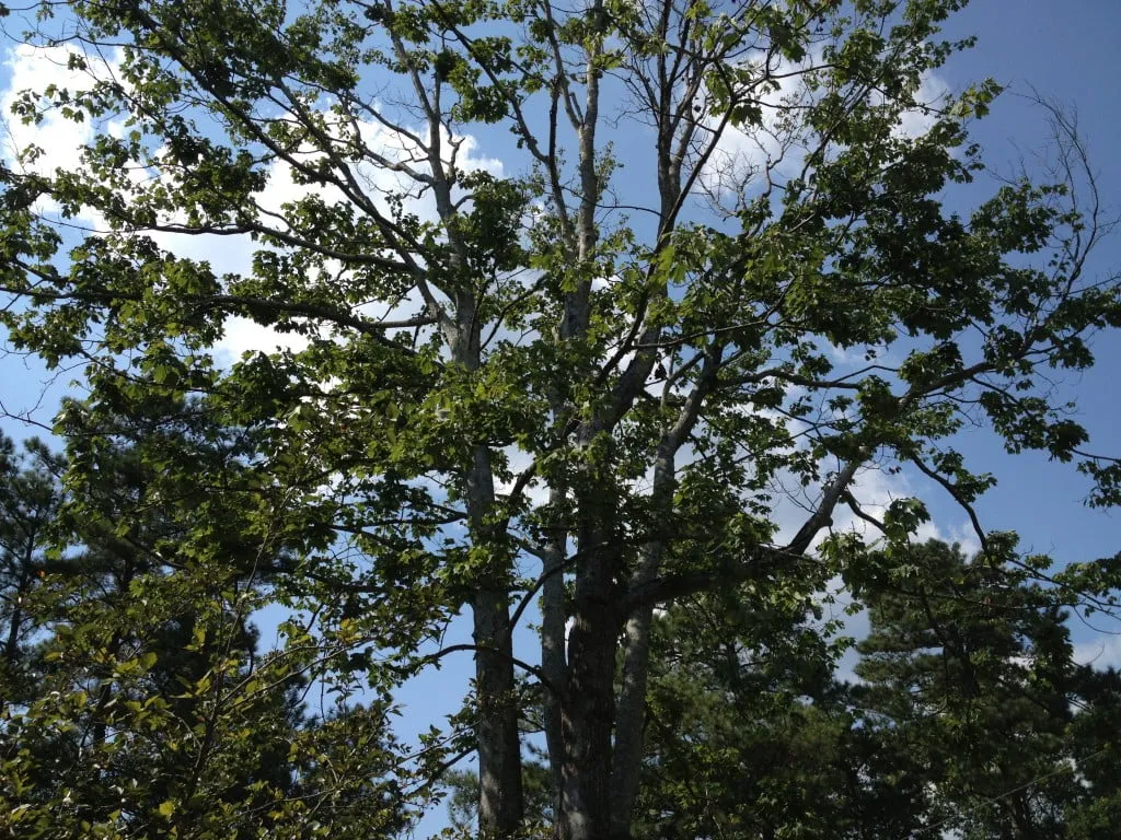 Tree Removal Permit & Process for Woodstock Georgia