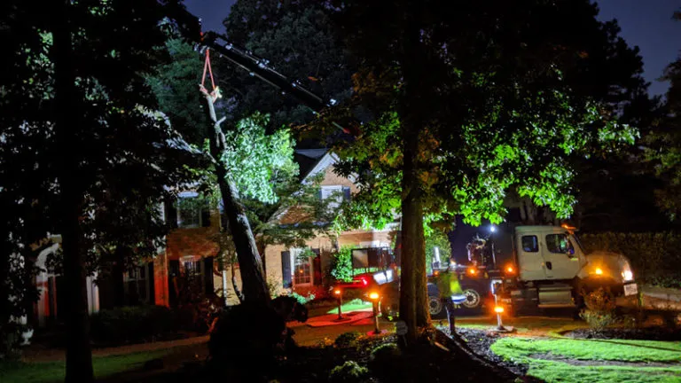 Tree Service in Dunwoody, GA