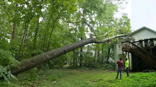 Emergency Tree Service in Alpharetta, GA