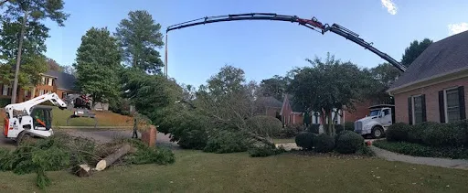 fallen Leyland cypress trees