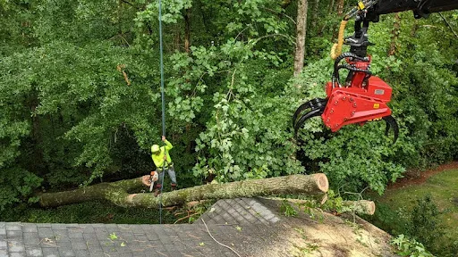 Tree care