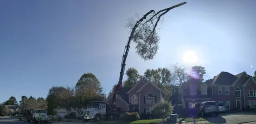 tree care