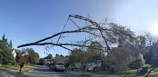 large tree removal service in Alpharetta, GA