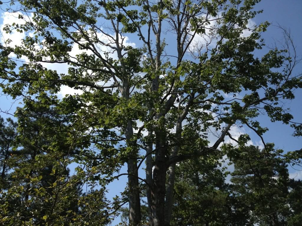 Tree Removal Permit & Process for Woodstock Georgia