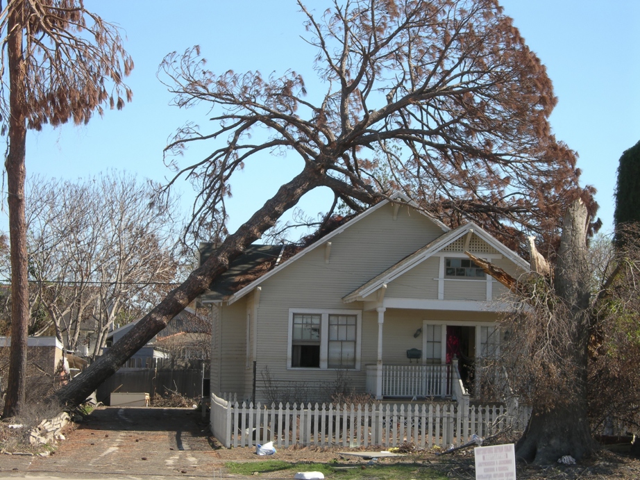 tree-damage_resized